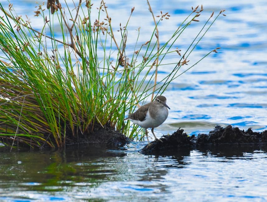 Photo for: Senate Committee Weighs Water Bill and Wildlife Secretary Nominee