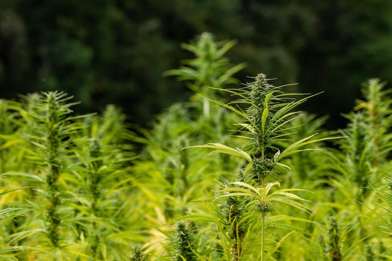 Photo for: BrandCo Ends Hemp Lobbying Relationship With Agricultural Firm