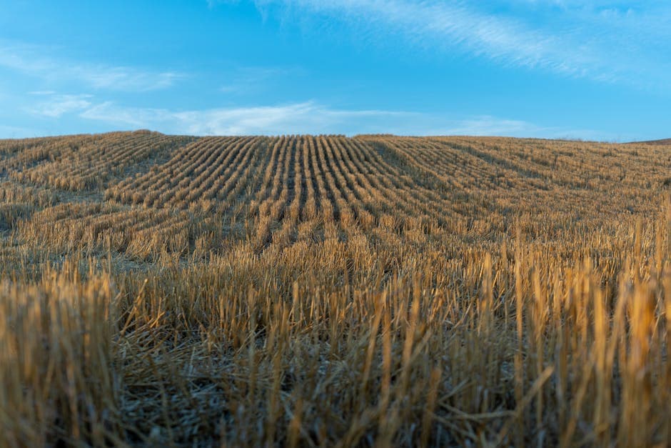Photo for: USDA Secretary Rollins To Face Congress Over SNAP Cuts
