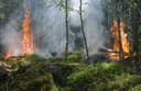 Wildfires Burn at Record Rates, Trump Cuts Forest Service Funds
