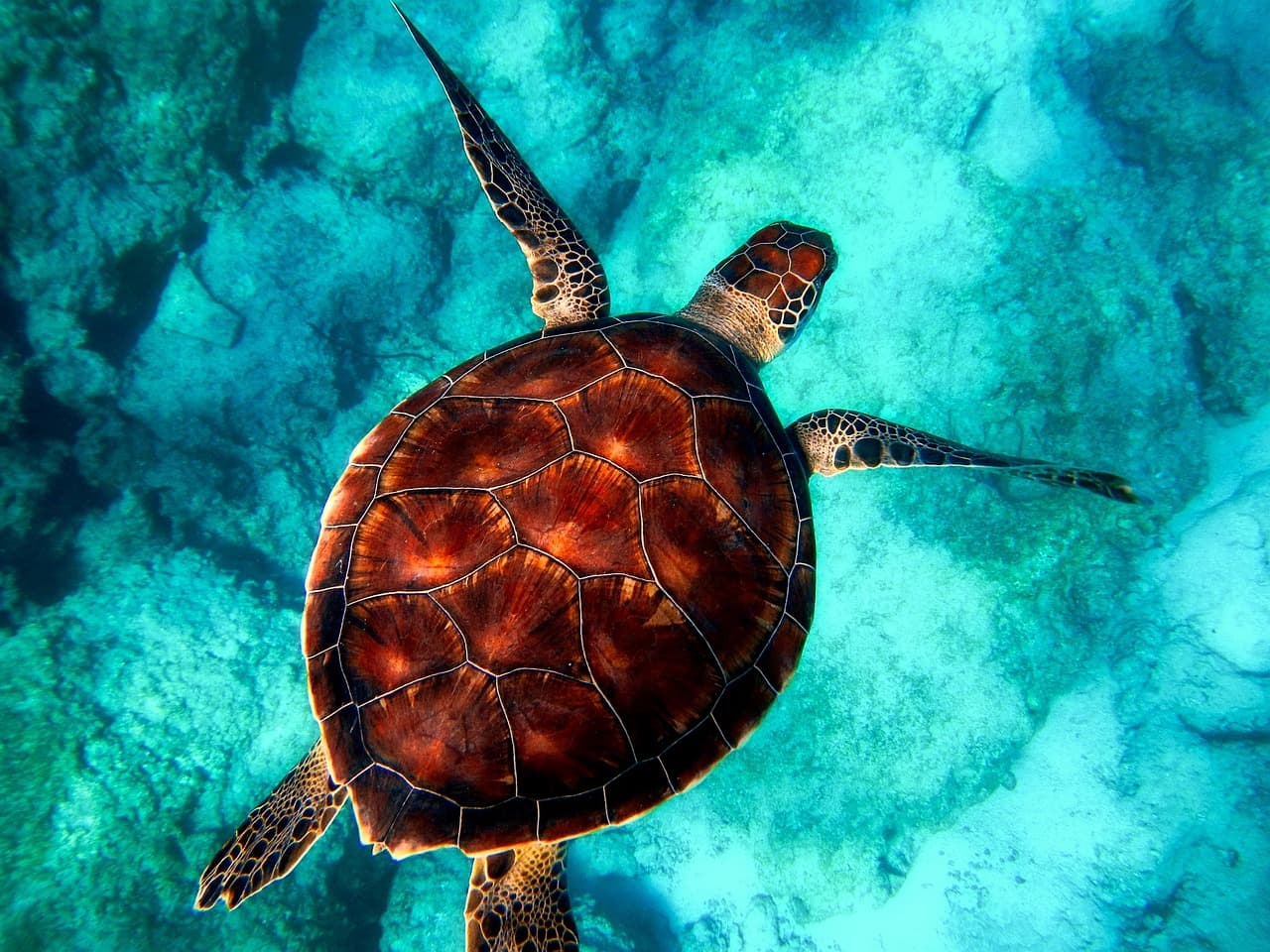 Photo for: Ocean Conservancy Increases Lobbying Spending on Marine Policy