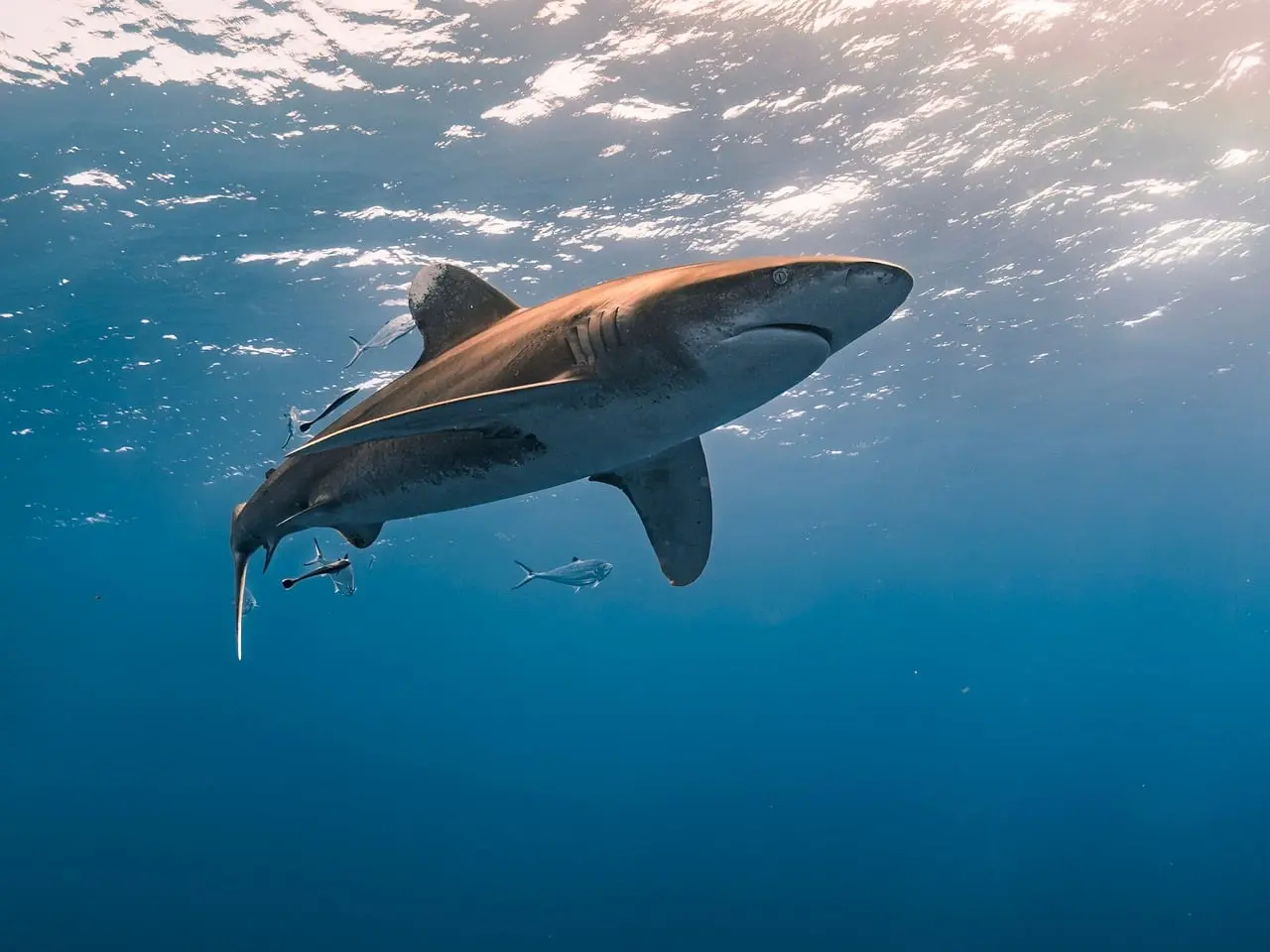 Photo for: CRS Report Identifies Lack Of Shark Management Policy
